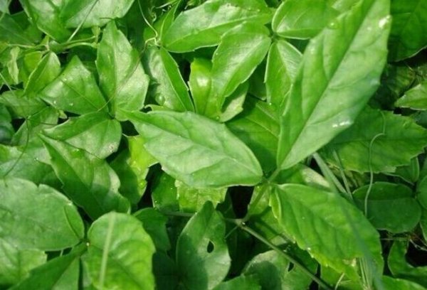 三叶青用无纺布袋种植好吗